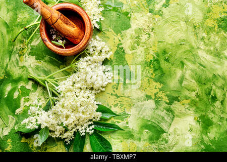 Et de l'Inflorescence feuilles de sureau.Sureau, la floraison des plantes médicinales plantes médicinales. Banque D'Images