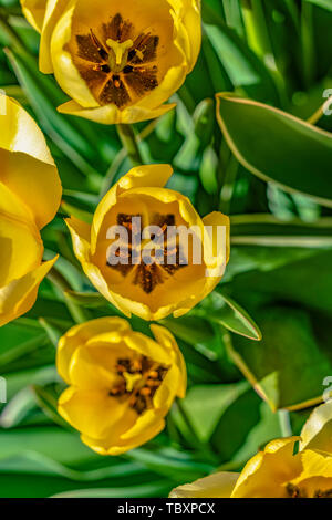Close up de tulipes avec vue sur les étamines et pistils dans le centre Banque D'Images