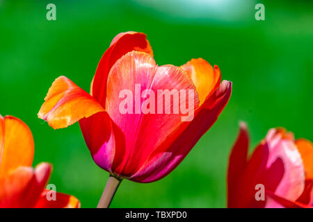 Tulipes exquis isolés contre un fond vert sur une journée ensoleillée Banque D'Images
