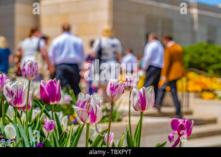 Avec tulipes en fleurs pétales violet et blanc magnifiquement sur une journée ensoleillée Banque D'Images