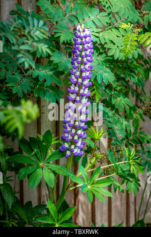 Le lupin (Lupinus polyphyllus Le gouverneur) croissant dans une frontière contre une clôture en bois. Banque D'Images