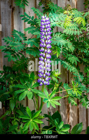 Le lupin (Lupinus polyphyllus Le gouverneur) croissant dans une frontière contre une clôture en bois. Banque D'Images