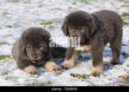 Les chiots de mastiff tibétain incroyable assis en hiver Banque D'Images