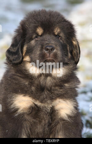 Chiot mastiff tibétain incroyable de vous regarde en hiver Banque D'Images