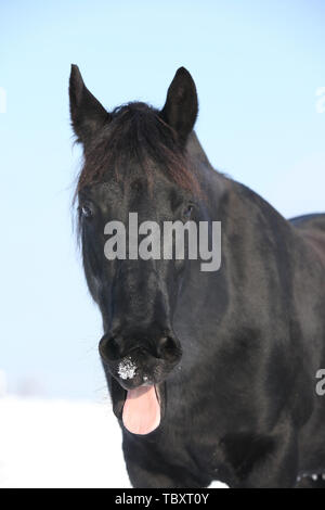 Drôle de cheval frison tirant la langue en hiver Banque D'Images