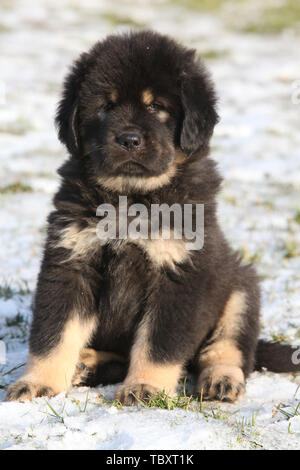 Chiot mastiff tibétain incroyable de séance en hiver Banque D'Images