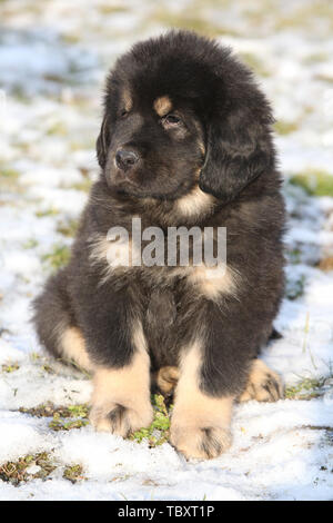 Chiot mastiff tibétain incroyable de séance en hiver Banque D'Images