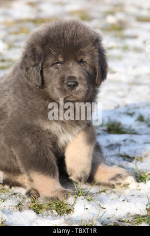 Chiot mastiff tibétain incroyable de vous regarde en hiver Banque D'Images