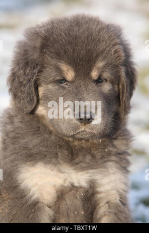 Chiot mastiff tibétain incroyable de vous regarde en hiver Banque D'Images