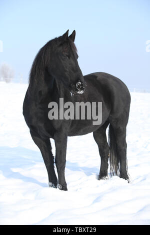 Magnifique cheval frison noir debout dans neige brillante Banque D'Images