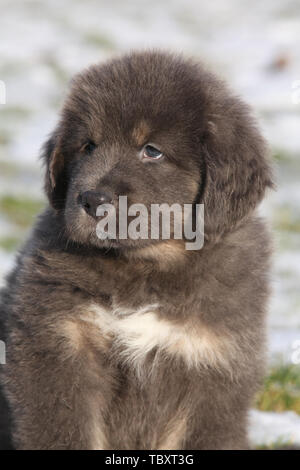 Chiot mastiff tibétain incroyable de séance en hiver Banque D'Images