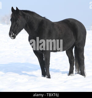 Magnifique cheval frison noir debout dans neige brillante Banque D'Images
