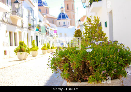 Un style méditerranéen street dans la vieille ville d'Altea, Espagne. Une plante verte au premier plan Banque D'Images