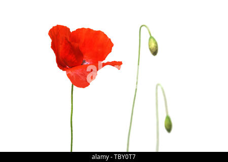 Fleurs de pavot ou papaver coquelicot sur lumière ensoleillée, isolé sur fond blanc. Banque D'Images