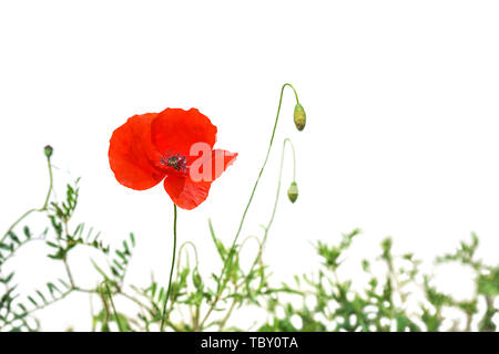 Fleurs de pavot ou papaver coquelicot sur lumière ensoleillée, isolé sur fond blanc. Banque D'Images