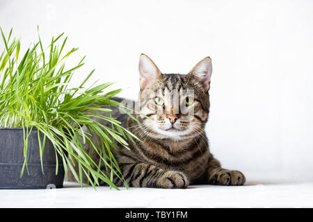CaTabby Tabby cat se trouve près de l'herbe verte fraîche. Vitamine pour chats Aliments utiles pour les animaux. Sur un fond blanc Banque D'Images