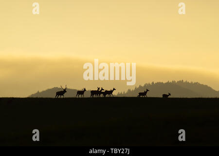 Troupeau de red deer avec n et les enterrements de marcher à la fin au coucher du soleil sur un horizon Banque D'Images