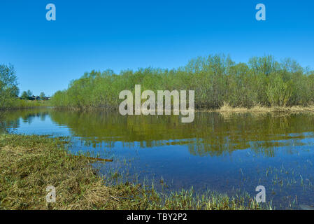 Haut de printemps de l'eau. Vue panoramique sur les arbres inondés pendant l'eau élevée au printemps dans le Nord de l'Europe. Banque D'Images