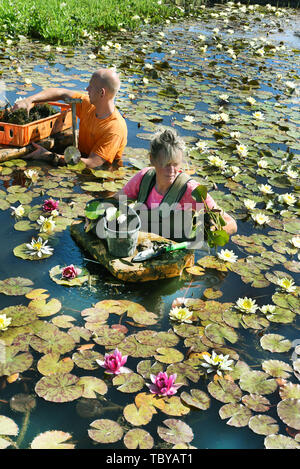 03 juin 2020, Saxe, Althen Producteur : Heike Finke et son fils Tom de la pépinière de l'eau dans Krause Althen près de Leipzig partager l'eau rouge et jaune rose plantes du variétés 'Attraction' et 'Chrometella'. Plusieurs milliers de fleurs de lis d'eau, principalement dans les couleurs jaune, blanc, rose et rouge, sont en ce moment fleurissent dans leurs trois étangs avec une surface de l'eau de 5 000 mètres carrés. Environ 30 variétés de nénuphars et autres plantes de l'eau croître ici pour les clients dans toute l'Allemagne. Dans les eaux naturelles, les nénuphars sont fortement menacées et sont donc protégés. Photo : Waltraud Grubitzsc Banque D'Images