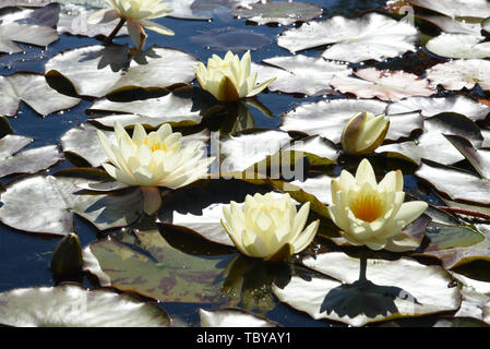 Althen, Allemagne. 06Th Juin, 2020. Dans la pépinière de plantes aquatiques Krause en Althen près de Leipzig, de l'eau de roses de la variété 'Chromatella' floraison. Plusieurs milliers de fleurs de lis d'eau, principalement dans les couleurs jaune, blanc, rose et rouge, sont en ce moment fleurissent dans trois étangs avec une surface de l'eau de 5 000 mètres carrés. Environ 30 variétés de nénuphars et autres plantes de l'eau croître ici pour les clients dans toute l'Allemagne. Dans les eaux naturelles, les nénuphars sont fortement menacées et sont donc protégés. Credit : Waltraud Grubitzsch/dpa-Zentralbild/ZB/dpa/Alamy Live News Banque D'Images