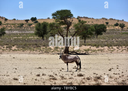 (L'antilope oryx Oryx gazella) dans le Parc National de Kgalagadi, prise le 25.02.2019. Les deux cornes et masque noir sont typiques de ce jusqu'à 200 kg d'antilopes. Le Kgalagadi Transfrontier National Park a été créé en 1999 par fusion de l'Afrique du Sud le parc national de Kalahari Gemsbok et le parc national de Gemsbok au Botswana et est une réserve naturelle transfrontalière dans le Kalahariwssste avec une superficie d'environ 38 000 kilomètres carrés. Le parc est bien connu pour les lions, qui sont souvent l'on y trouve, mais aussi pour de nombreux autres animaux sauvages qui vivent ici. Photo : Matthias Banque D'Images