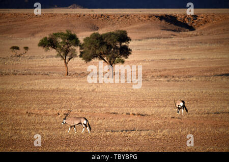 Aesende Oryxantilopen (Oryx gazella) dans le parc national de Sossusvlei, prise le 28.02.2019. Les deux cornes et masque noir sont typiques de ce jusqu'à 200 kg d'antilopes. Le Sossusvlei a été inscrit au Patrimoine Mondial de l'UNESCO Site du Namib Sable mer depuis le 21 juin 2013. Photo : Matthias Toedt / dpa-Zentralbild / ZB / Photo Alliance | utilisée dans le monde entier Banque D'Images