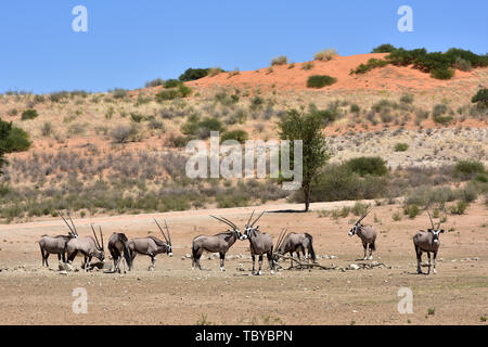 Les antilopes (Oryx gazella Oryx) dans le Parc National de Kgalagadi, prise le 25.02.2019. Les deux cornes et masque noir sont typiques de ce jusqu'à 200 kg d'antilopes. Le Kgalagadi Transfrontier National Park a été créé en 1999 par fusion de l'Afrique du Sud le parc national de Kalahari Gemsbok et le parc national de Gemsbok au Botswana et est une réserve naturelle transfrontalière dans le Kalahariwssste avec une superficie d'environ 38 000 kilomètres carrés. Le parc est bien connu pour les lions, qui sont souvent l'on y trouve, mais aussi pour de nombreux autres animaux sauvages qui vivent ici. Photo : Matthia Banque D'Images