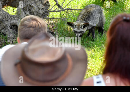 Halle, Allemagne. 04 Juin, 2019. Un spoondog se déplace dans son nouveau boîtier à la Halle/Saale Zoo dans la recherche de nourriture sous les yeux des visiteurs. Le zoo a ouvert une nouvelle installation de 50 000 euros pour les deux Spoondogs. Il est le seul de son genre en Allemagne qui est accessible aux visiteurs. Le Zoo Halle abrite 1700 animaux de 250 espèces. En 2018, 472 000 visiteurs ont été comptabilisés. Photo : Hendrik Schmidt/dpa-Zentralbild/ZB : dpa Crédit photo alliance/Alamy Live News Banque D'Images