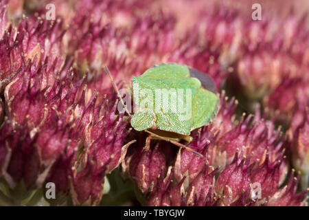 La Faune : green shield bug on flowering sedum (Palomena prasina). Banque D'Images