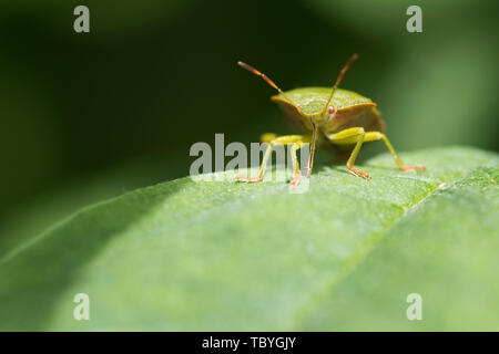La Faune : Green Shield Bug (Palomena prasina). Banque D'Images