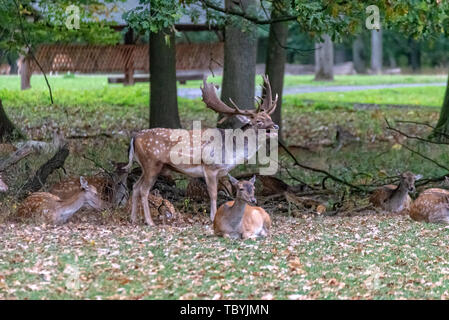 Un lot de cerfs au milieu de la forêt Banque D'Images