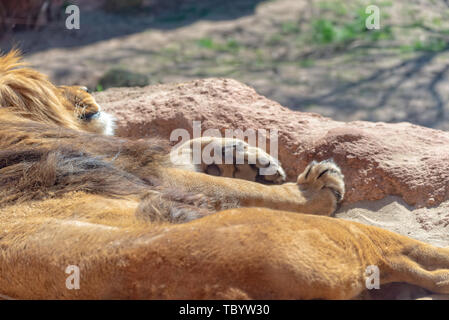 Lion berbère homme dort dans le soleil Banque D'Images