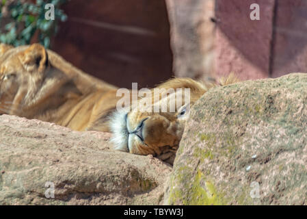 Lion berbère homme dort dans le soleil Banque D'Images