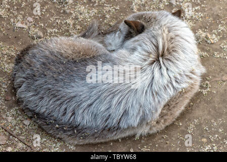 Après la chasse au loup qui peut accueillir et de manger Banque D'Images