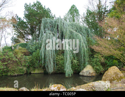 Des pleurs Cèdre de l'Atlas, Cedrus atlantica, 'Glauca Pendula', bleu Cèdre de l'Atlas , abaissé les branches à l'eau, près d'un petit étang, entouré par d'autres Banque D'Images