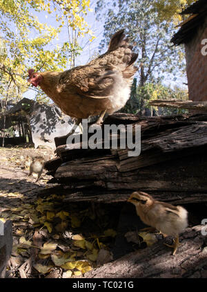 Poulet Banque D'Images