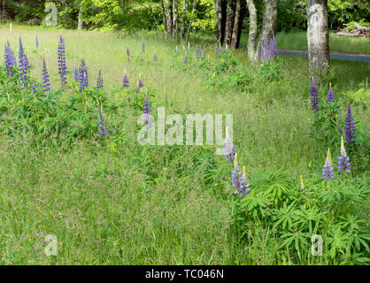 Domaine de lupins bleus Banque D'Images