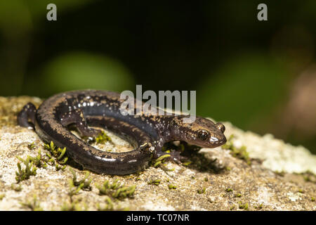 Peaks of Otter - salamandre Plethodon hubrichti Banque D'Images