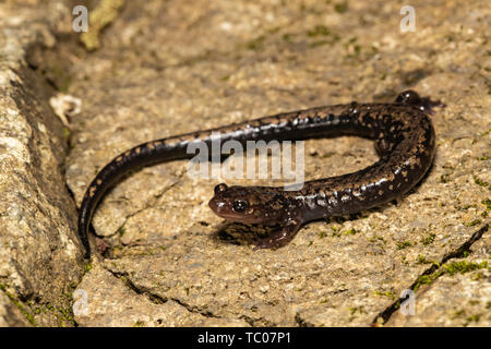 Peaks of Otter - salamandre Plethodon hubrichti Banque D'Images