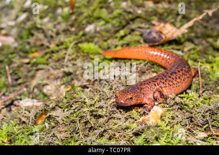 Salamandre rouge du nord - Pseudotriton ruber Banque D'Images