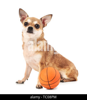 Cute chihuahua chien avec boule en caoutchouc sur fond blanc Banque D'Images