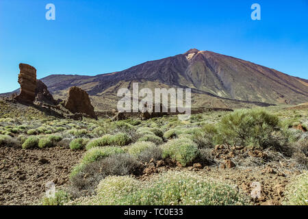Le Parc National du Teide à Tenerife. Un grand contraste à l'aride paysage volcanique et en pierre et les plantes vertes. Banque D'Images