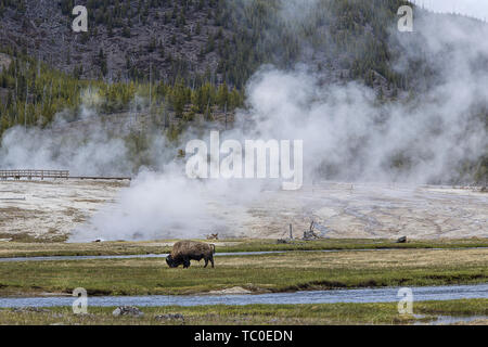 Un bison broute au bassin du biscuit dans le Parc National de Yellowstone. Banque D'Images