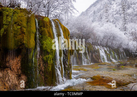 La mer de bambou flèche Jiuzhaigou Banque D'Images