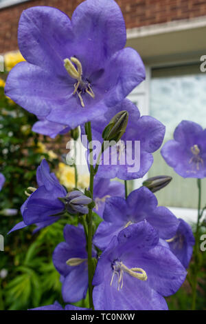 Campanula medium Canterberry Cloches, fleurs violettes dans un jardin de devant Banque D'Images