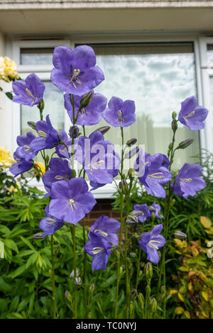 Campanula medium Canterberry Cloches, fleurs violettes dans un jardin de devant Banque D'Images