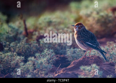 White-winged Lark ou Alauda leucoptera siège au sol Banque D'Images