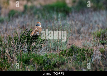 White-winged Lark ou Alauda leucoptera perches on twig Banque D'Images