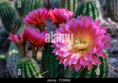 Rouge et mauve grand, beau et fleurs de cactus echinopsis hérisson en pleine floraison dans le jardin de cactus. Close up. Banque D'Images