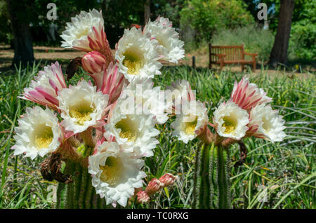 Fleurs blanches de cactus en pleine floraison dans le jardin de cactus. Close up. Banc de parc floues en arrière-plan. Concept ou symbole de mystère, zen, harmonie, balanc Banque D'Images